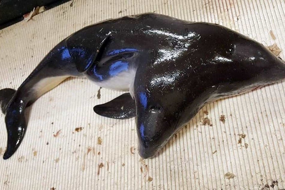 Ist es ein Hai mit zwei Köpfen oder ein deformierter Mantelrochen? Nein, es ist ein, eigentlich eher zwei Schweinswale, die als siamesische Zwillinge leben müssen.