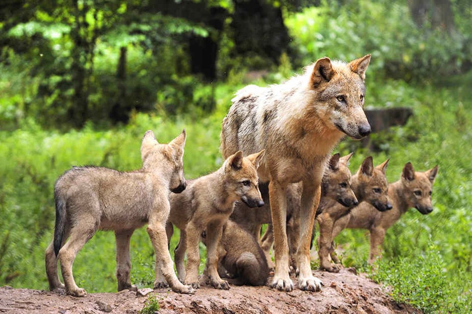 In der Heide lebt jetzt ein Wolfsrudel.