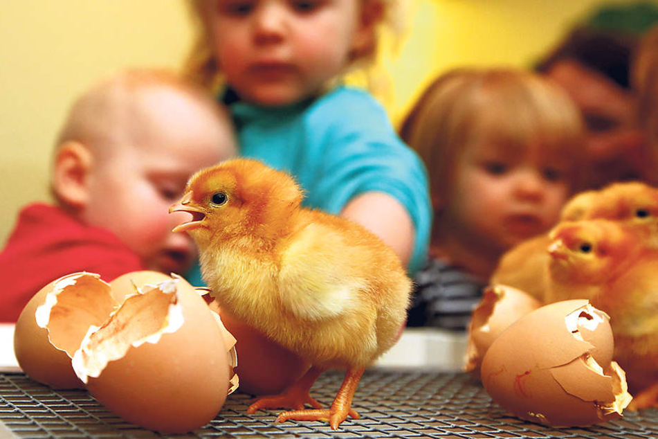 Samstag wird Besuchern der Blick in den Stall gewährt. Die frisch
geschlüpften Küken sind vor allem für Kinder eine Attraktion.