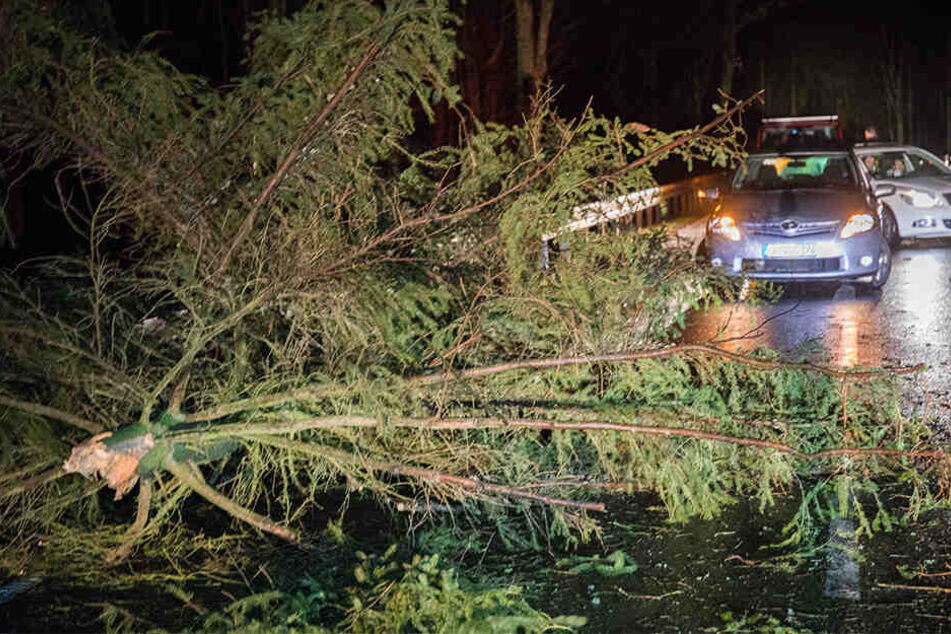 Auf einer Straße zwischen Zwischen Mildenau und Geyersdorf im Erzgebirge knickte durch den Sturm eine Fichte um.