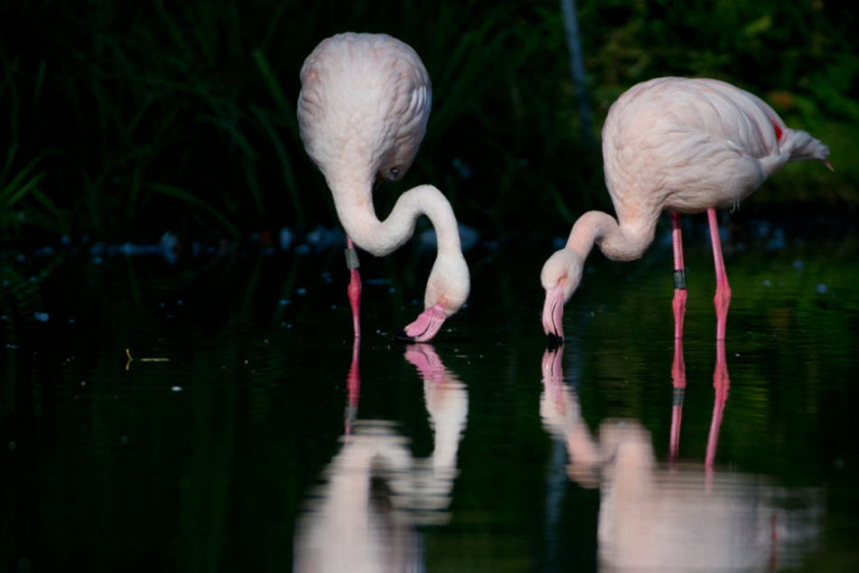 Flamingos in der Stuttgarter Wilhelma. (Archivbild)
