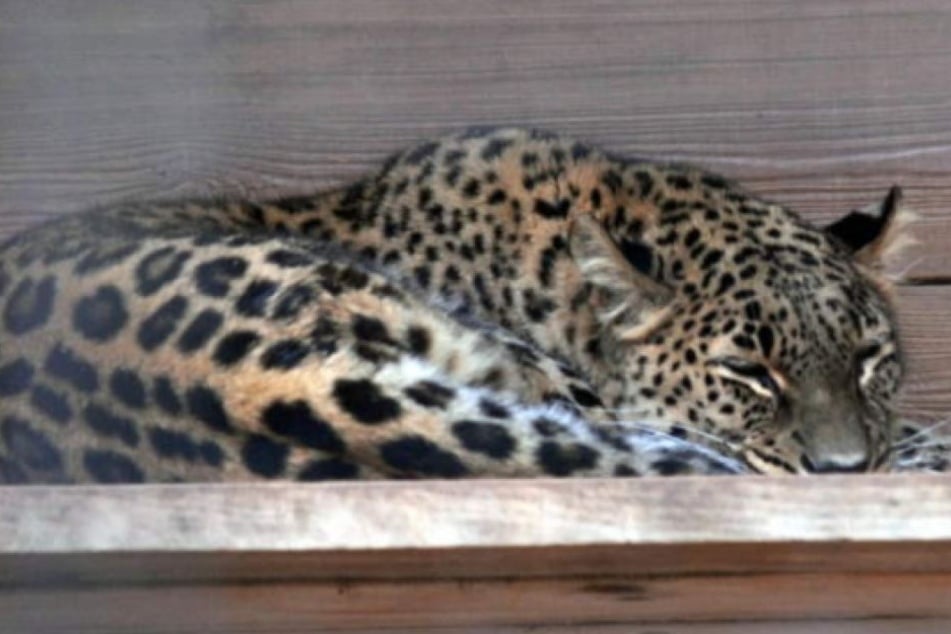 Leopardendame Cleopatra tötete 2006 eine Pflegerin, nun attackierte sie wieder einen Mann.