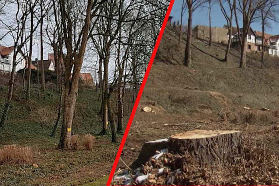 Vor dem Kahlschlag (li.) standen im Vattipark noch viele Bäume. Danach waren 50 Stück weg.