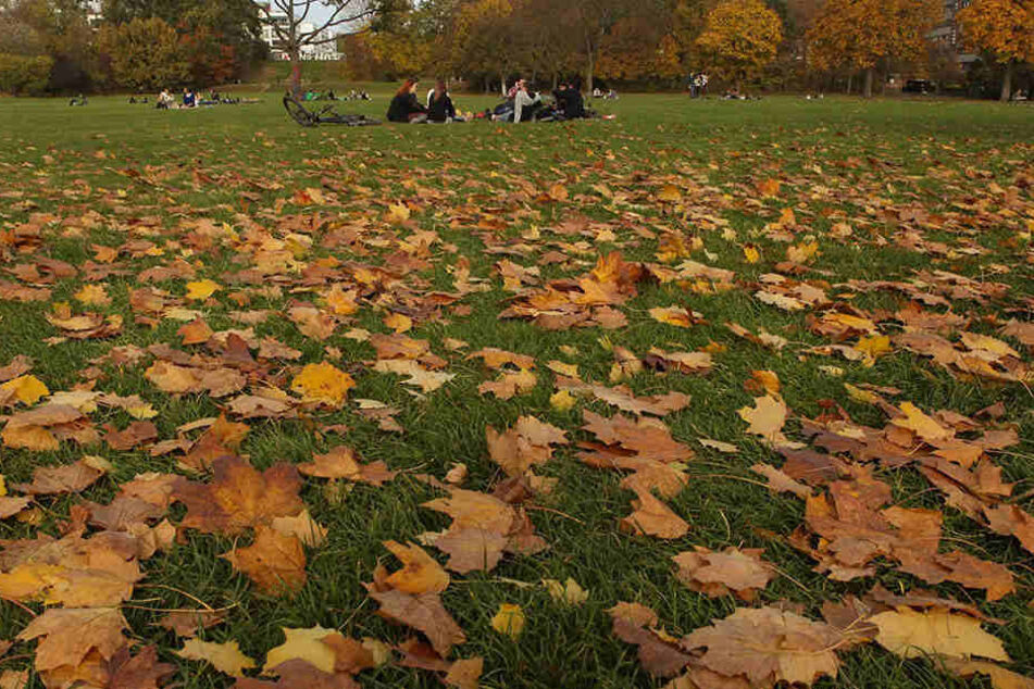Der Überfall geschah am Eingang zum Dresdner Alaunpark (Symbolbild).