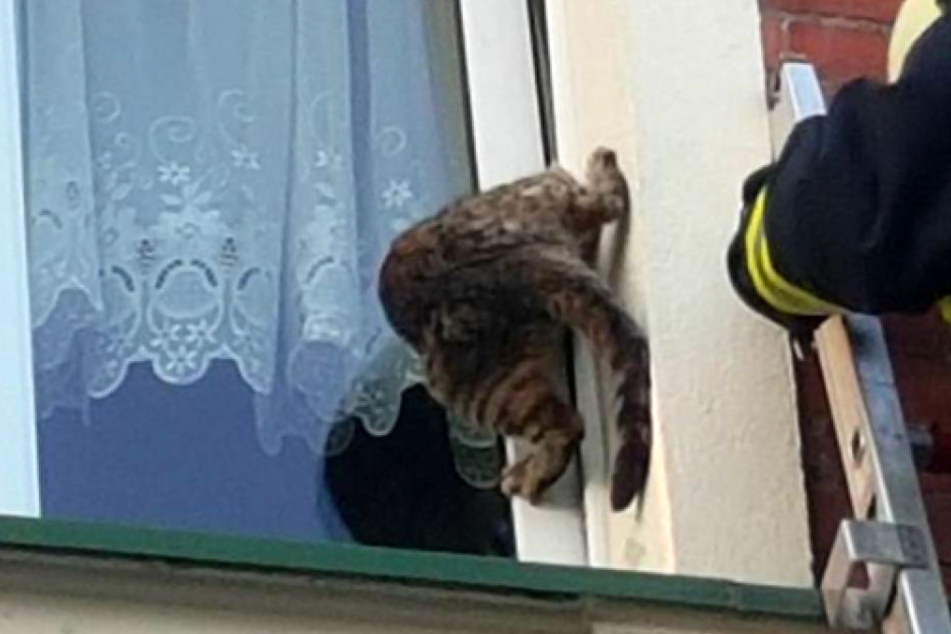 Mit dem Kopf hing die hilflose Katze im Fensterspalt fest.