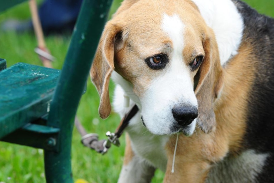 Gleich vier Hunde wurden entwendet, von einem Schäferhund fehlt weiterhin jede Spur