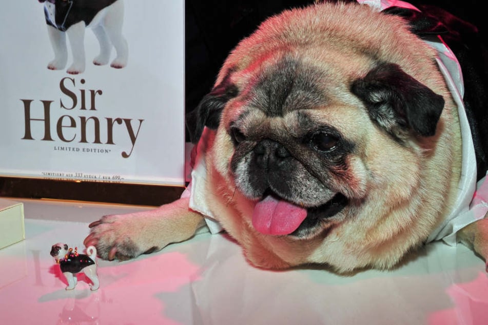Mops "Sir Henry" war zweifelsohne einer der bekanntesten Vierbeiner Deutschlands.