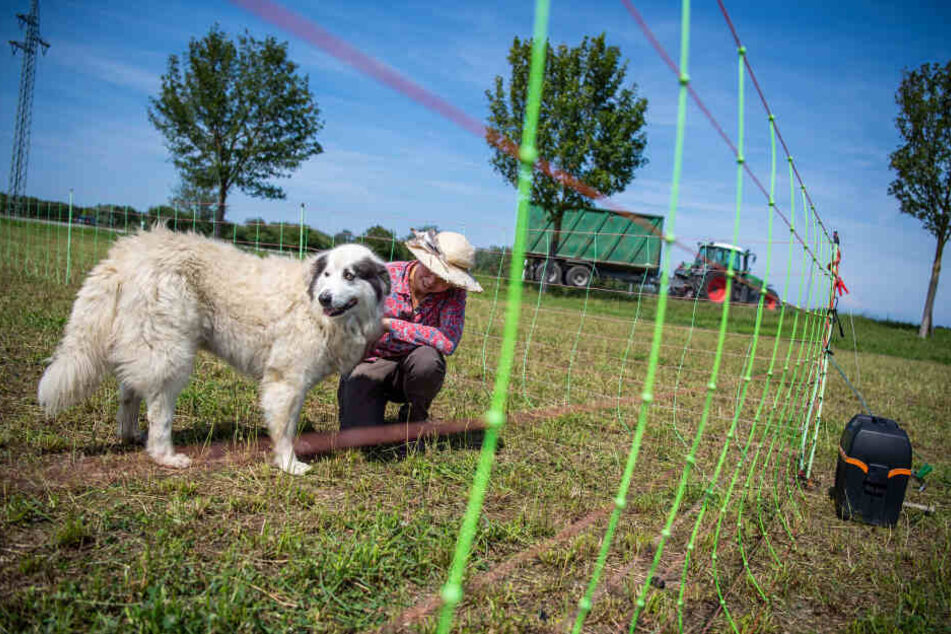 Elke Lampertsdörfer, Schäferin, kniet neben einem ihrer Herdenschutzhunde auf der Schafweide.