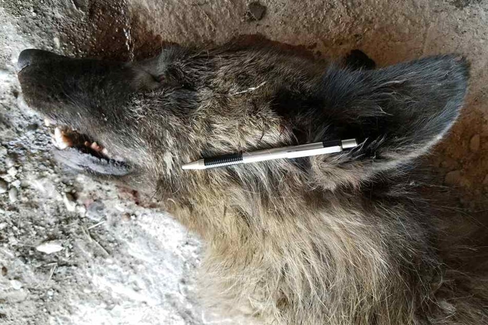 Experten schlossen eigentlich aus, dass das hier ein Wolf ist.