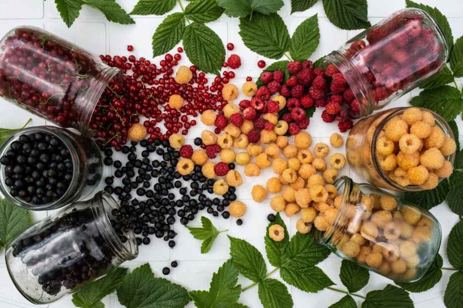 Johannis-, Stachel-, Brom- und Himbeeren belegen Platz 9 der beliebtesten Obstsorten der Deutschen