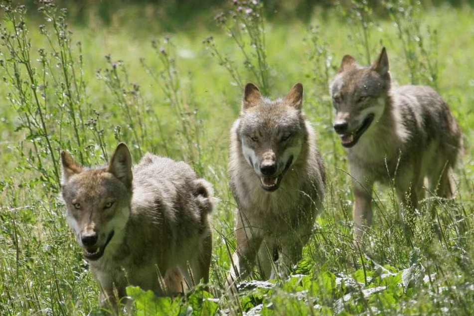 Auch sie gehören inzwischen fest zu Sachsen. Am 1. Juni wollen Experten, Politiker und Bürger erstmals gemeinsam über den Wolf im Freistaat reden.