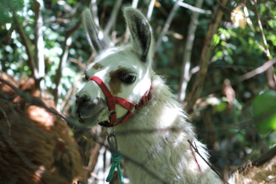 Eines der weggelaufenen Lamas: Drei davon waren in Darmstadt-Eberstadt auf der Landstraße unterwegs.