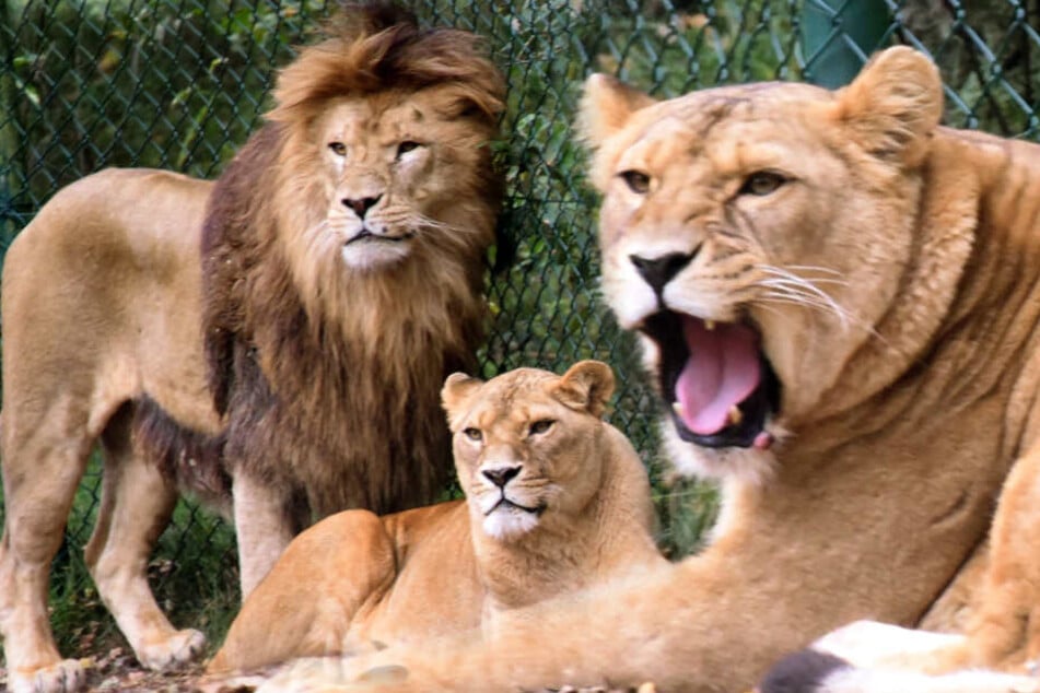 LöwenAngriff im SerengetiPark! Tierpfleger (24) schwer verletzt TAG24