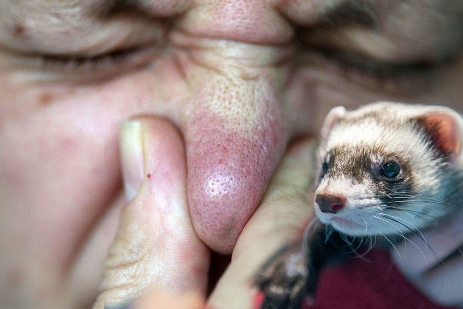 Ob Gestank oder Duft - ihr Geruch sagt viel über die Tiere aus.