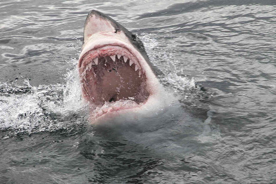 Vor der Küste von Maui hat ein Hai einen Mann angegriffen und getötet. (Symbolbild)
