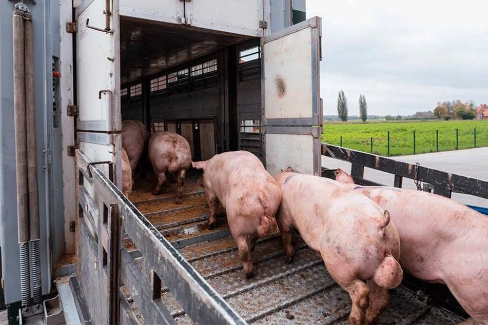 Während einzelner Wachstumsphasen werden die Schweine von einem Stall in den anderen gekarrt.