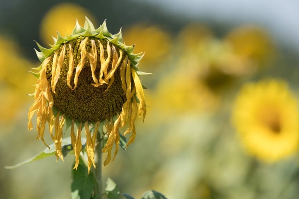 Da lässt selbst die Sonnenblume den Kopf hängen: Nie war es weltweit heißer als im letzten Juli.
