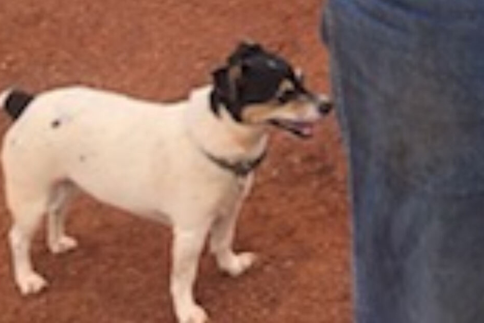 Jack Russel Polly wich nicht von Matildas Seite.
