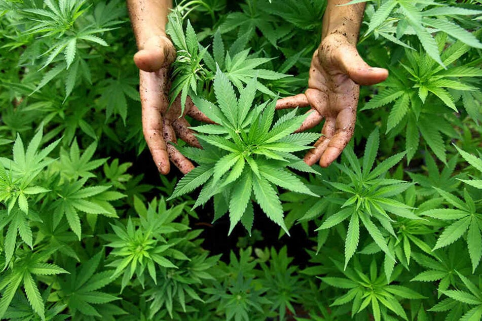 Am Goitzschesee entdeckte die Polizei am Samstag eine 200 Quadratmeter große Hanfplantage. (Symbolbild)