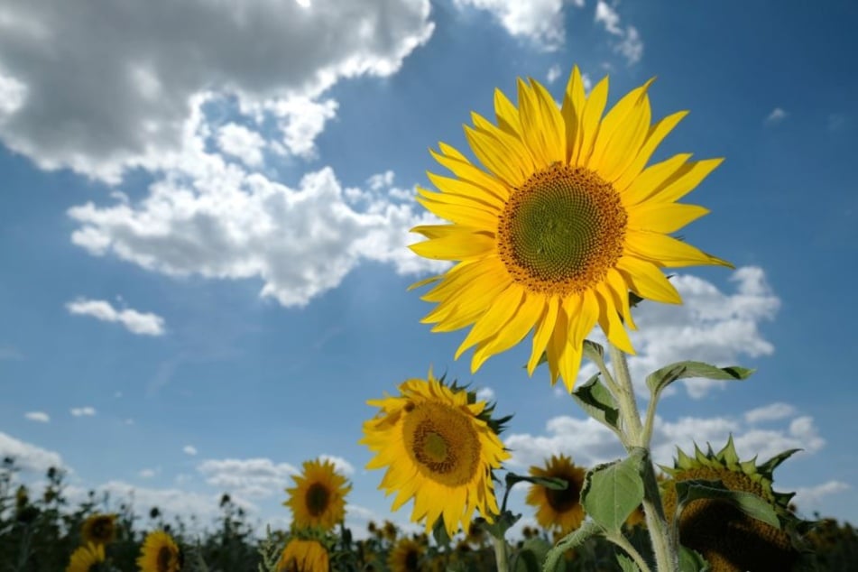 Sommerblumen strahlen in der Sonne.