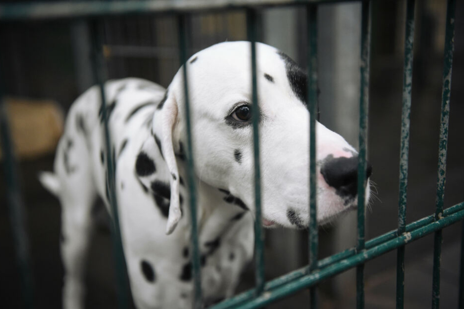 Kein Hund sitzt gerne im Tierheim, trotzdem werden die Tiere nicht leichtfertig an neue Besitzer abgegeben, um sie zu schützen.