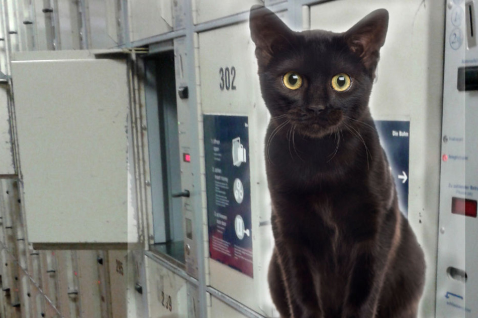 Durch Katzenlaute ist ein Zugreisender auf die Katze aufmerksam geworden. (Symbolbild)