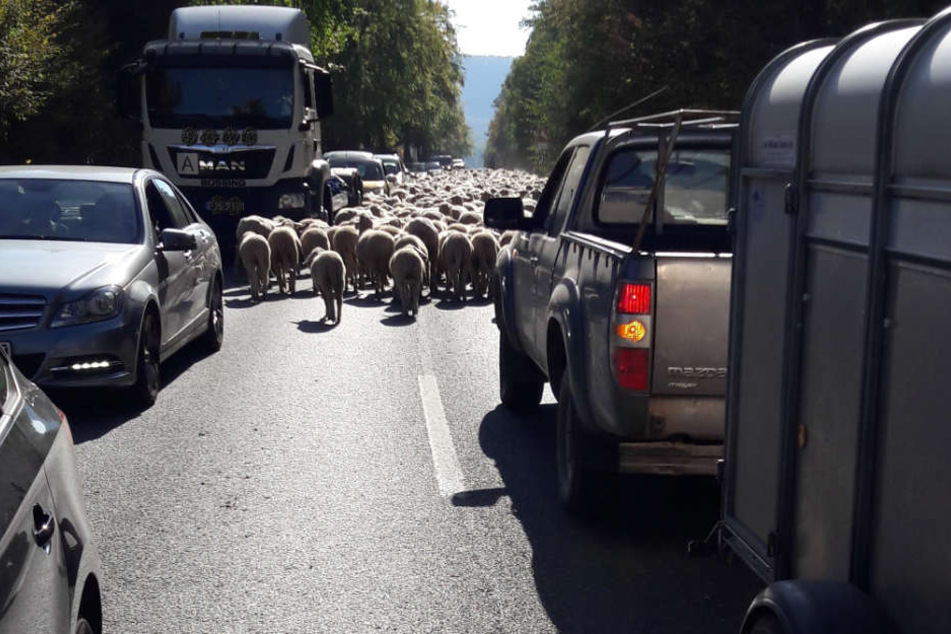 Plötzlich wurde eine Schafherde auf die Straße getrieben.