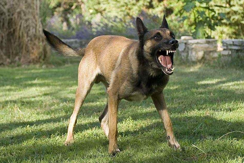 En aggressiver Hund hatte sich in den Begleiter von John verbissen (Symbolbild).