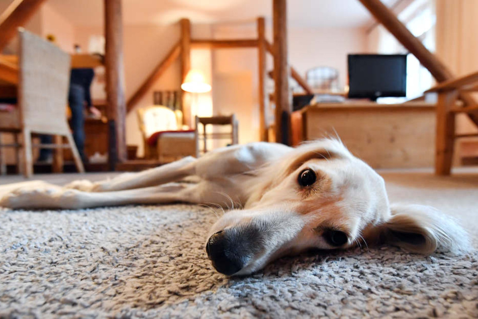 Mit dem Hund Urlaub machen? In Thüringen wird das immer beliebter. (Symbolbild)