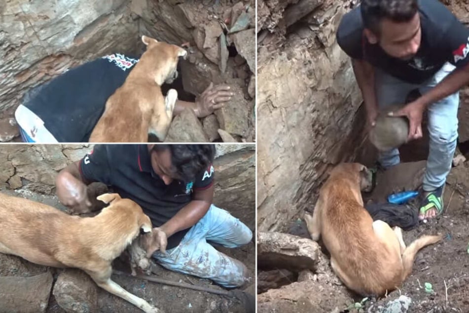 Ein Tierschützer von "Animal Aid Unlimited India" half der Hundemutter bei der Suche nach ihren Babys.