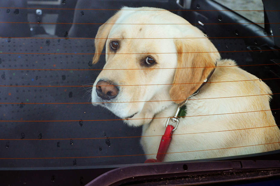 Ein Hund saß während des Campus Festivals im Auto fest. (Symbolbild)