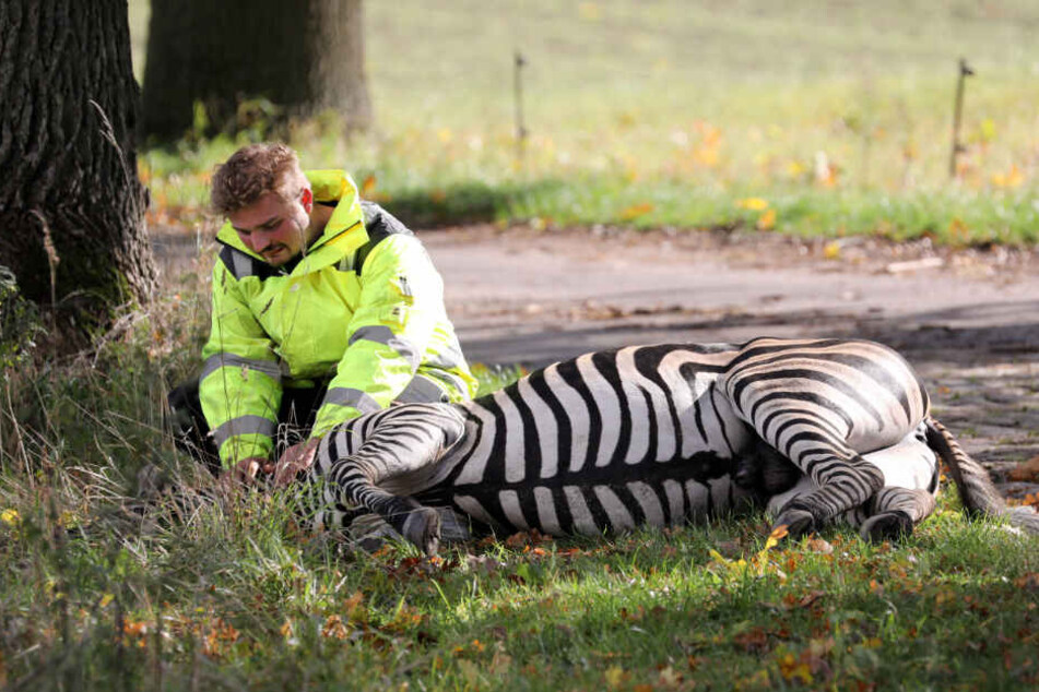 Zirkus-Dompteur Angelo Madel kniet neben dem toten Zebra.