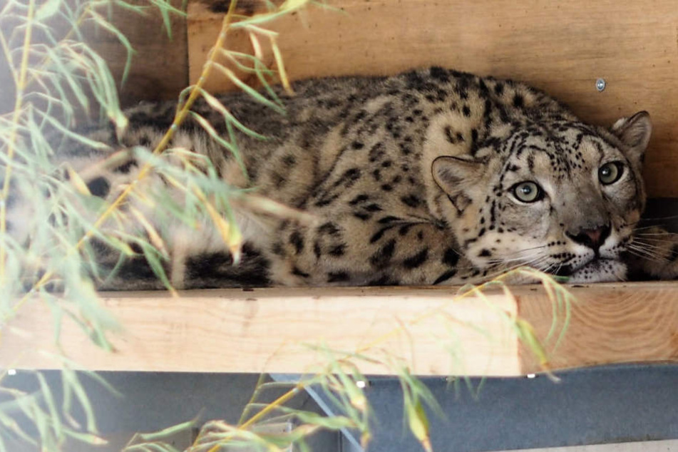 Schneeleopardin Chandra darf sich über neue Artgenossen freuen. Onegin und Laura wurden am Freitag ins Gehege der zweijährigen Raubkatze verfrachtet.