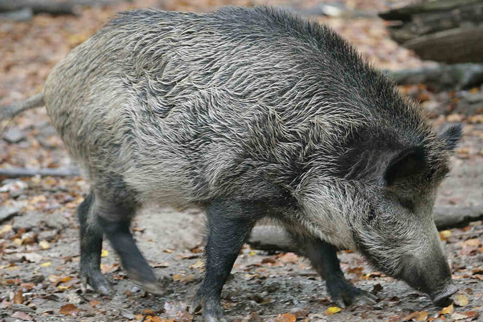 Wildschweine leben gerne im Wiehengebirge: Die Population wird auf 500 bis 800 geschätzt.