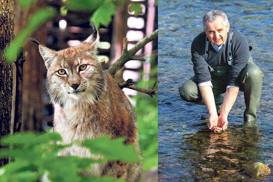 Auch der extrem seltene Luchs
steht in Sachsen unter Schutz. Der
Freistaat unterstützt ein BUND-Projekt
zur Rettung der Wildkatze. Umweltminister Thomas Schmidt (56, CDU) setzt in der
Chemnitz Tausende Junglachse aus.