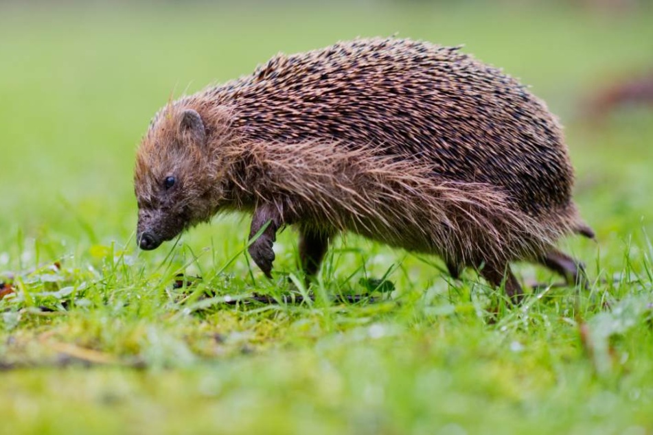 Zu den vergärenden Früchten die die Tiere essen gehören vor allem Obstsorten, aus denen Menshen Schnaps und Likör herstellen. (Symbolbild)