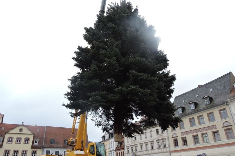 Baum am Haken: Grimma hat nun seinen Weihnachtsbaum.