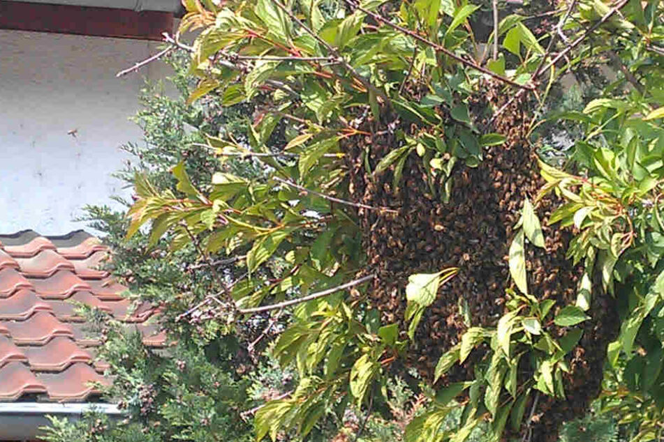 Diesen Baum hatten sich die Bienen ausgesucht, um eine Pause zu machen.