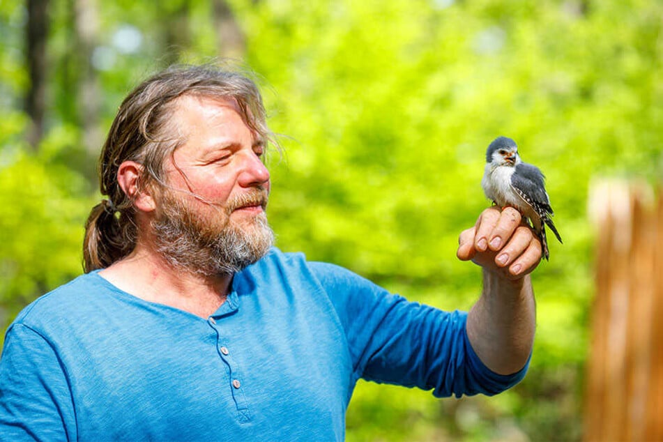 Falkner Hans-Peter Schaaf hört im Jagdfalkenhof seinem Zwerg-Falken Pieps beim Gezwitscher zu.