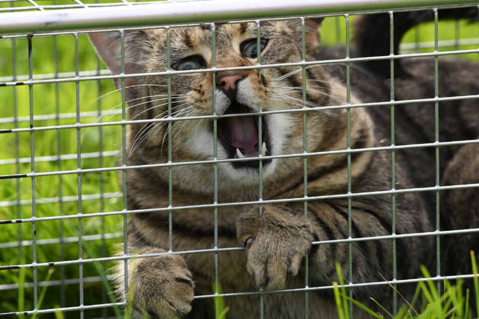 Die Tiere könnten mit Lebendfallen gefangen worden sein. (Symbolbild)