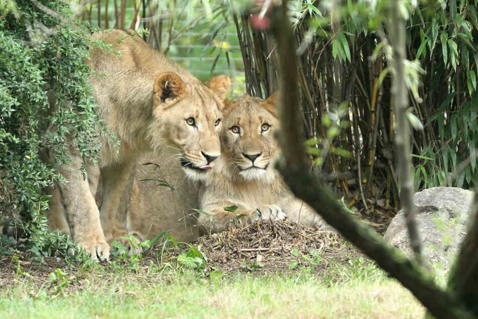Die Löwen Majo und Motshegetsi sind am Donnerstagmorgen aus ihrem Gehege in Leipzig ausgebrochen. Nun ist einer von ihnen tot.