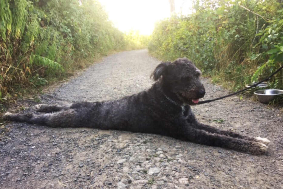 Die Hündin lag quer auf dem Schotterweg, neben ihr immerhin ein Wasser- und Futternapf.