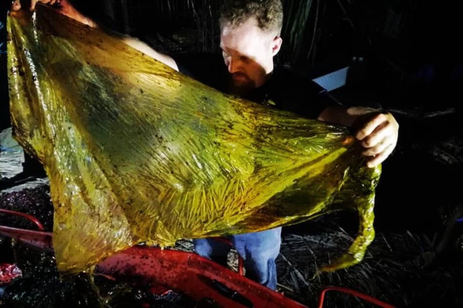 Diese Plastiktüte wurde aus dem Körper des Meerestieres geholt.