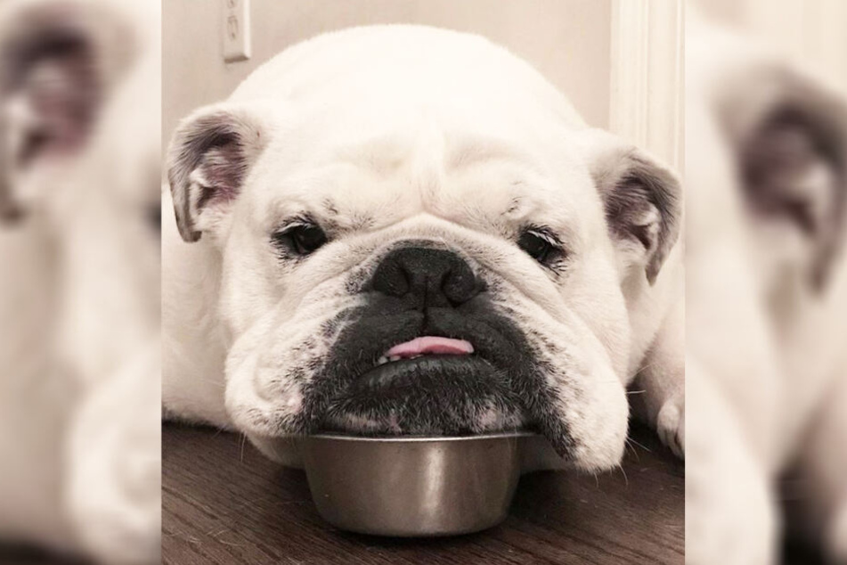 Ohne Schüssel geht nichts bei dieser Bulldogge.