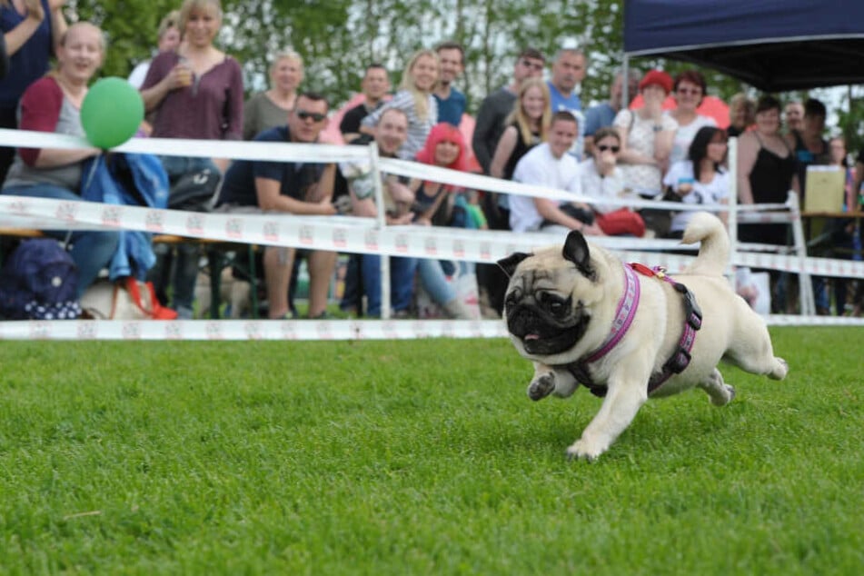Die Mopsrennen waren immer sehr beliebt und gut besucht.