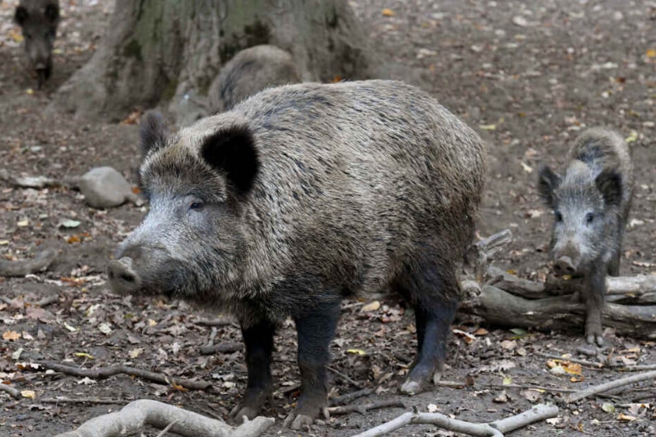 Ein paar Wildschweine haben in einem italienischen Wald ein Kokain-Versteck ausgehoben.