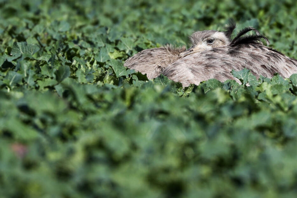 Ein Nandu liegt in einem Feld mit jungem Raps zwischen Utecht und Schlagsdorf.