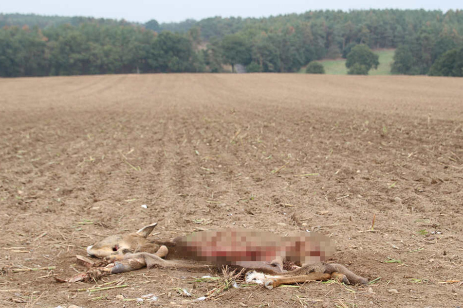 Nur noch Fell und Knochen blieben von diesem Reh in Nordsachsen übrig.