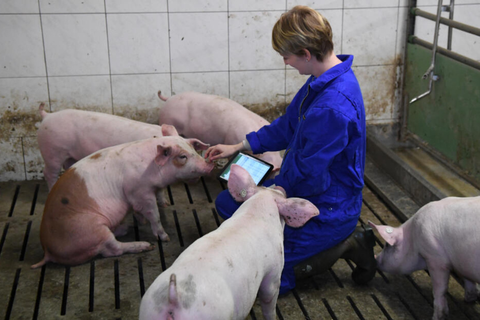 Die Digitalisierung soll dafür sorgen, dass es den Tieren besser geht.
