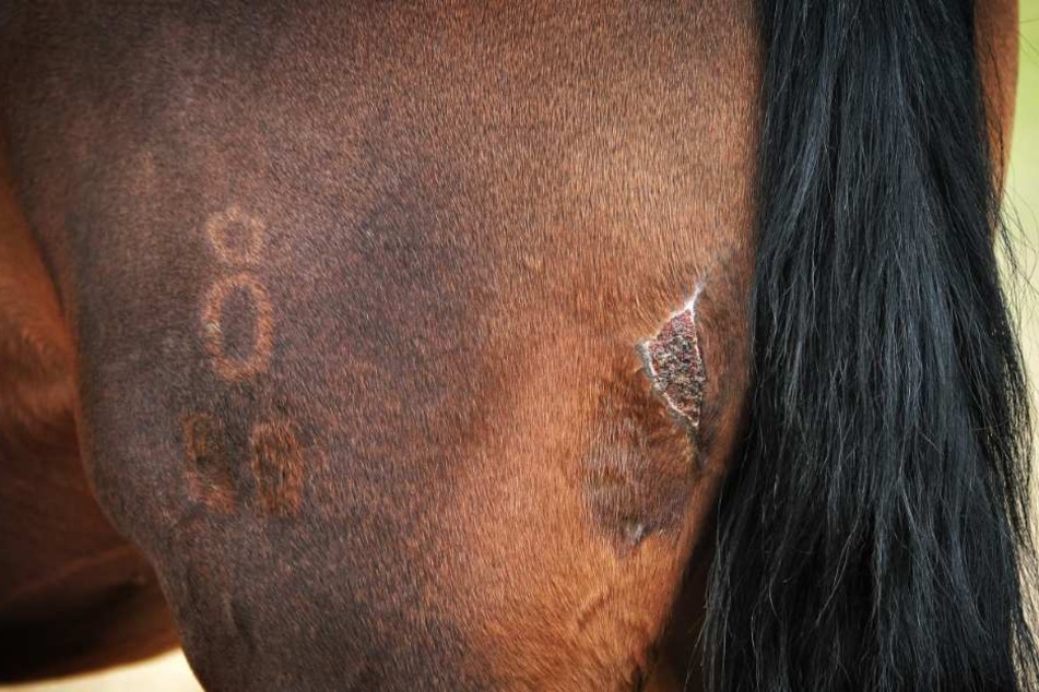 Ein Pferd wurde am Hinterbein verletzt, ein anderes im Wangen-Bereich (Symbolbild).